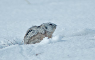 Illustration for article titled Lemming Suicide Is a Myth That Was Perpetuated by Disney